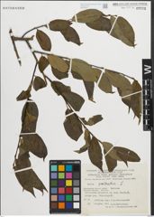 Foto von Salix pentandra L.